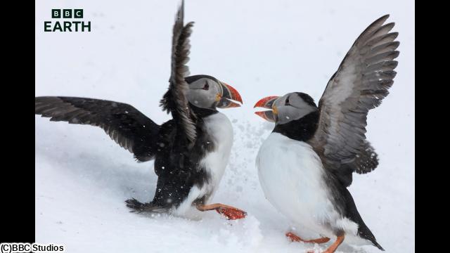 ＢＢＣ　Ｅａｒｔｈ　ワイルド・スカンジナビア〜神話の息づく地へ〜　＃１🈔