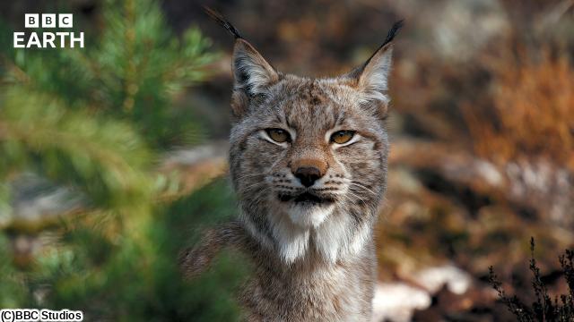 ＢＢＣ　Ｅａｒｔｈ　ワイルド・スカンジナビア〜神話の息づく地へ〜　＃２🈔
