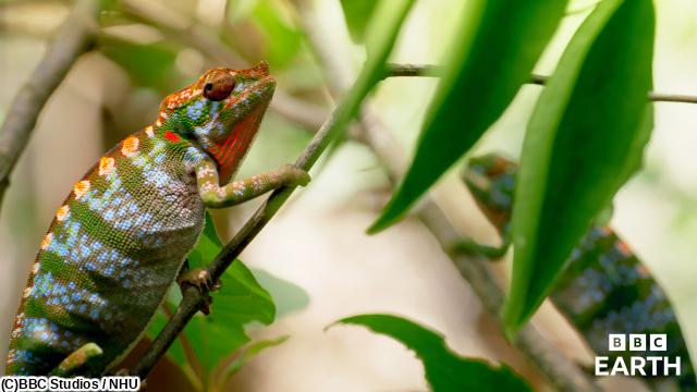 ＢＢＣ　Ｅａｒｔｈ　ビッグ・リトル・ジャーニーズ〜小さな冒険者たち〜　＃３🈔