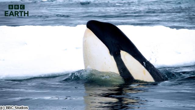 ＢＢＣ　Ｅａｒｔｈ　海の王者シャチ〜未知なる生態〜🈔