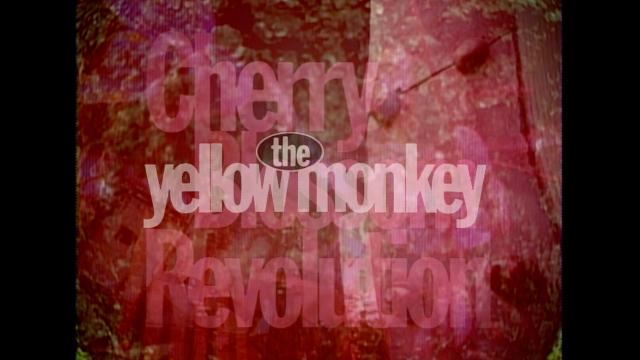 ＴＨＥ　ＹＥＬＬＯＷ　ＭＯＮＫＥＹ　Ｃｈｅｒｒｙ　Ｂｌｏｓｓｏｍ　Ｒｅｖｏｌｕ…