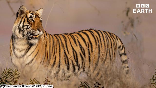 ＢＢＣ　Ｅａｒｔｈ　２０２５　トラの王国　インドに生きる伝説🈔