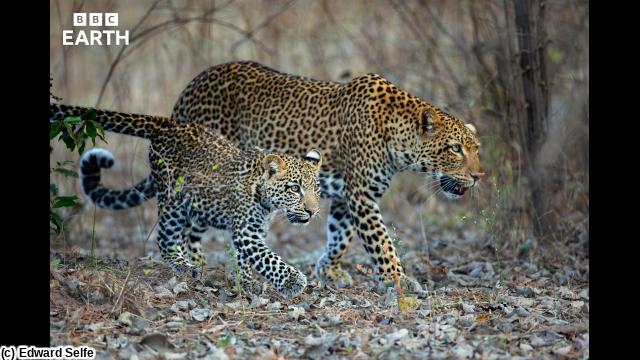ＢＢＣ　Ｅａｒｔｈ　２０２６　キングダム　大地の覇者　＃１　強敵🈔