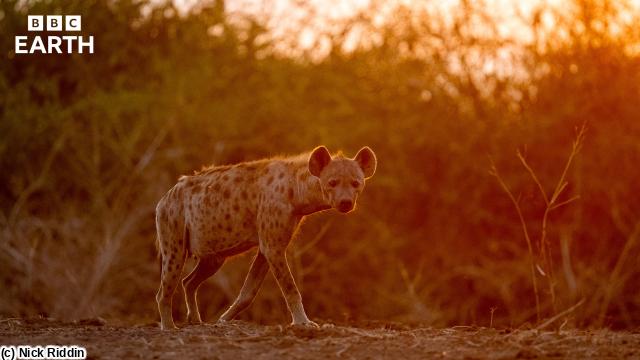 ＢＢＣ　Ｅａｒｔｈ　２０２６　キングダム　大地の覇者　＃２　脅威🈔