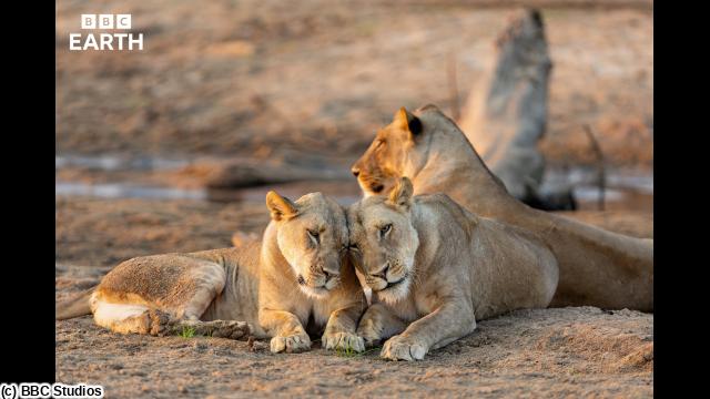ＢＢＣ　Ｅａｒｔｈ　２０２６　キングダム　大地の覇者　＃３　襲撃🈔