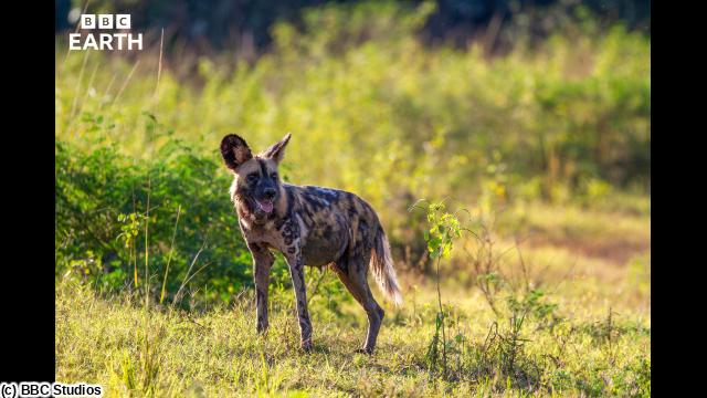ＢＢＣ　Ｅａｒｔｈ　２０２６　キングダム　大地の覇者　＃４　別離🈔