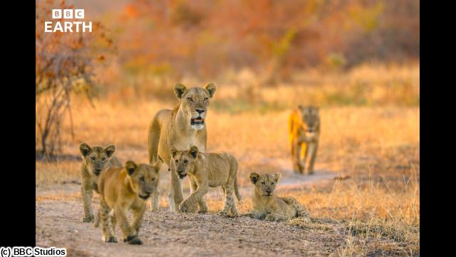 ＢＢＣ　Ｅａｒｔｈ　２０２６　キングダム　大地の覇者　＃５　誕生🈔