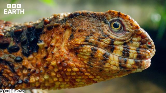 🈠ＢＢＣ　Ｅａｒｔｈ　２０２６　ワイルド・チャイナ　＃３　都市🈡🈔