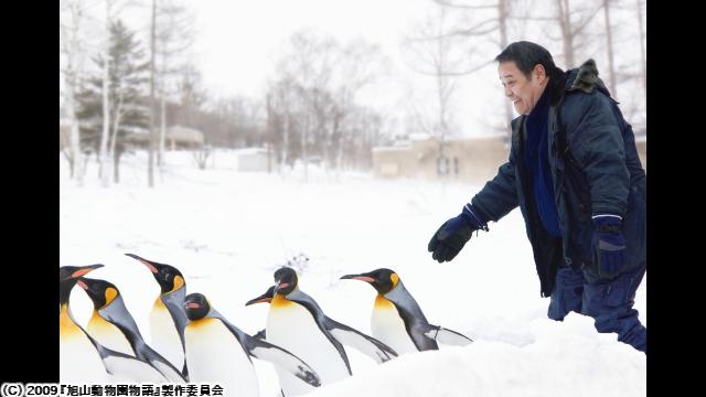 🈙旭山動物園物語　ペンギンが空をとぶ🅍🈑
