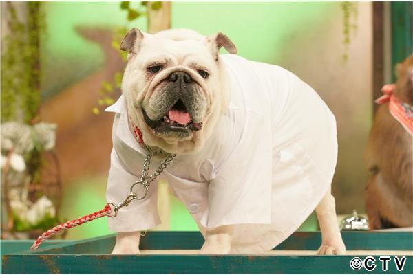 ＭＣニホンザル！人間研究所◆ドラマ「こちら予備自衛英雄補？！」２話🈑