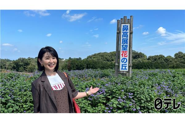 ぶらり途中下車の旅🈖🈑謎の看板発見！「ナピラ出没注意」ナピラって何？＆コスモス畑