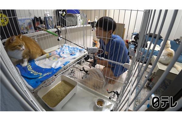 嗚呼‼みんなの動物園🈑ティモンディ前田預かる最強パンチ猫ケージOPENで急接近