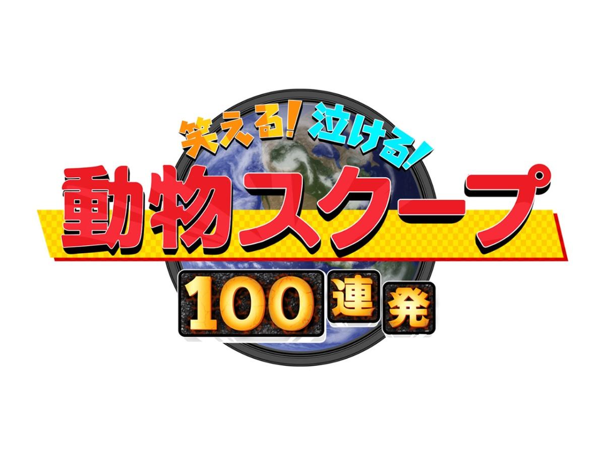 動物スクープ100連発【犬猫の気持ち大検証SP＆猫好き必見！最新研究公開】🈑